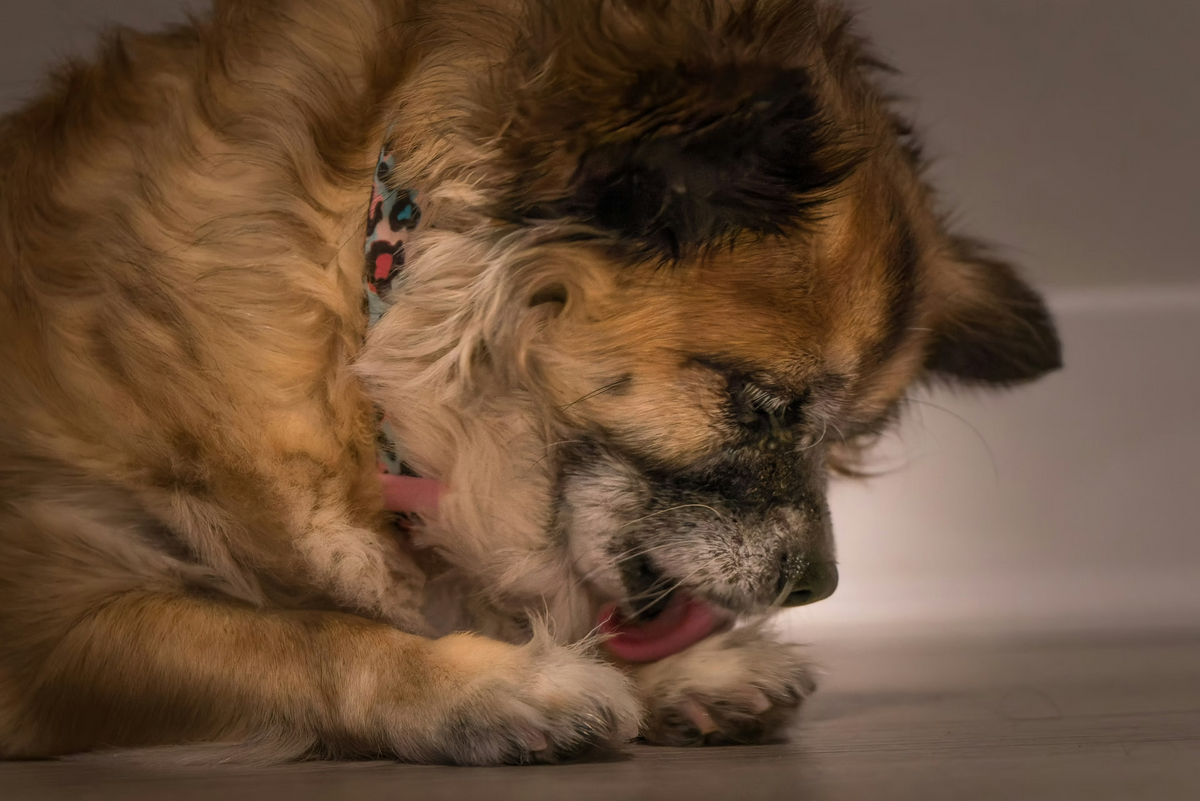 Royal Canin Anallergenic maistas ir alternatyvos